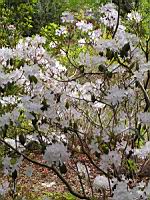 Rhododendron davidsonianum (fam. Ericacees) (Sichuan) (1) (Photo F. Mrugala)